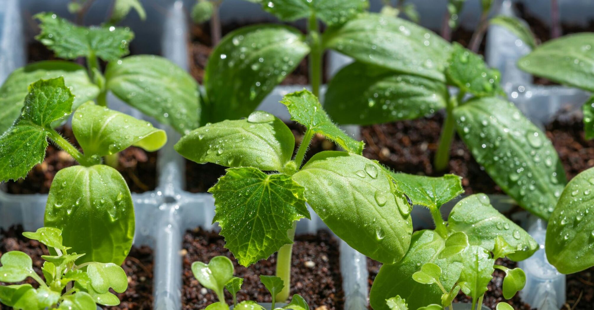 У чому та навіщо замочувати насіння розсади: ви здивуєтесь