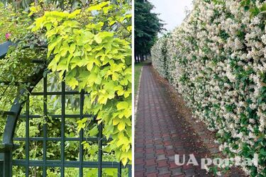 How to properly care for climbing plants