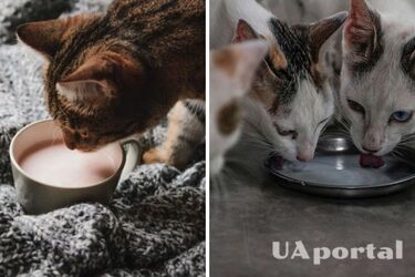 Можуть нести серйозну загрозу: чому котам заборонені молочні продукти