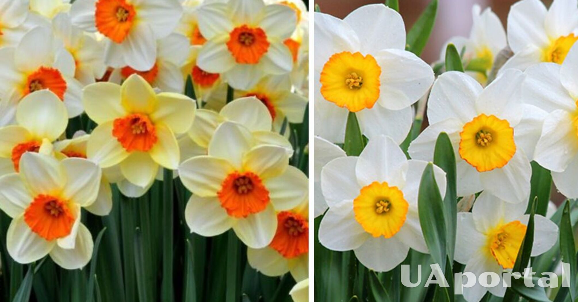 Accelerate growth and strengthen: how to fertilize daffodils in spring