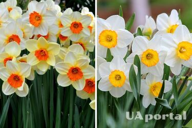 Accelerate growth and strengthen: how to fertilize daffodils in spring
