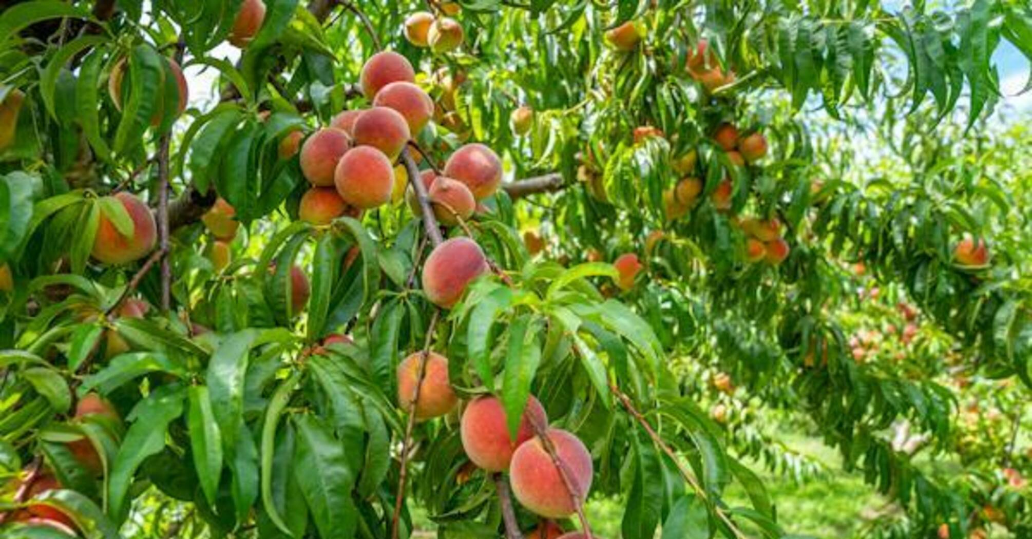 Плюсы и минусы выращивания персика из косточки