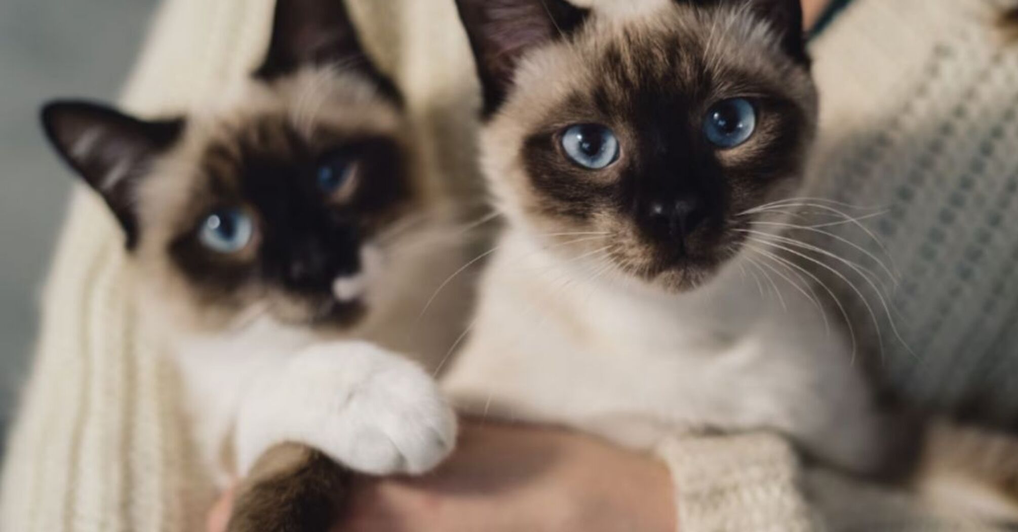 Які породи кішок можуть жити з іншими кітами та кішками