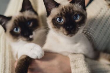Which cat breeds can live with other cats and cats