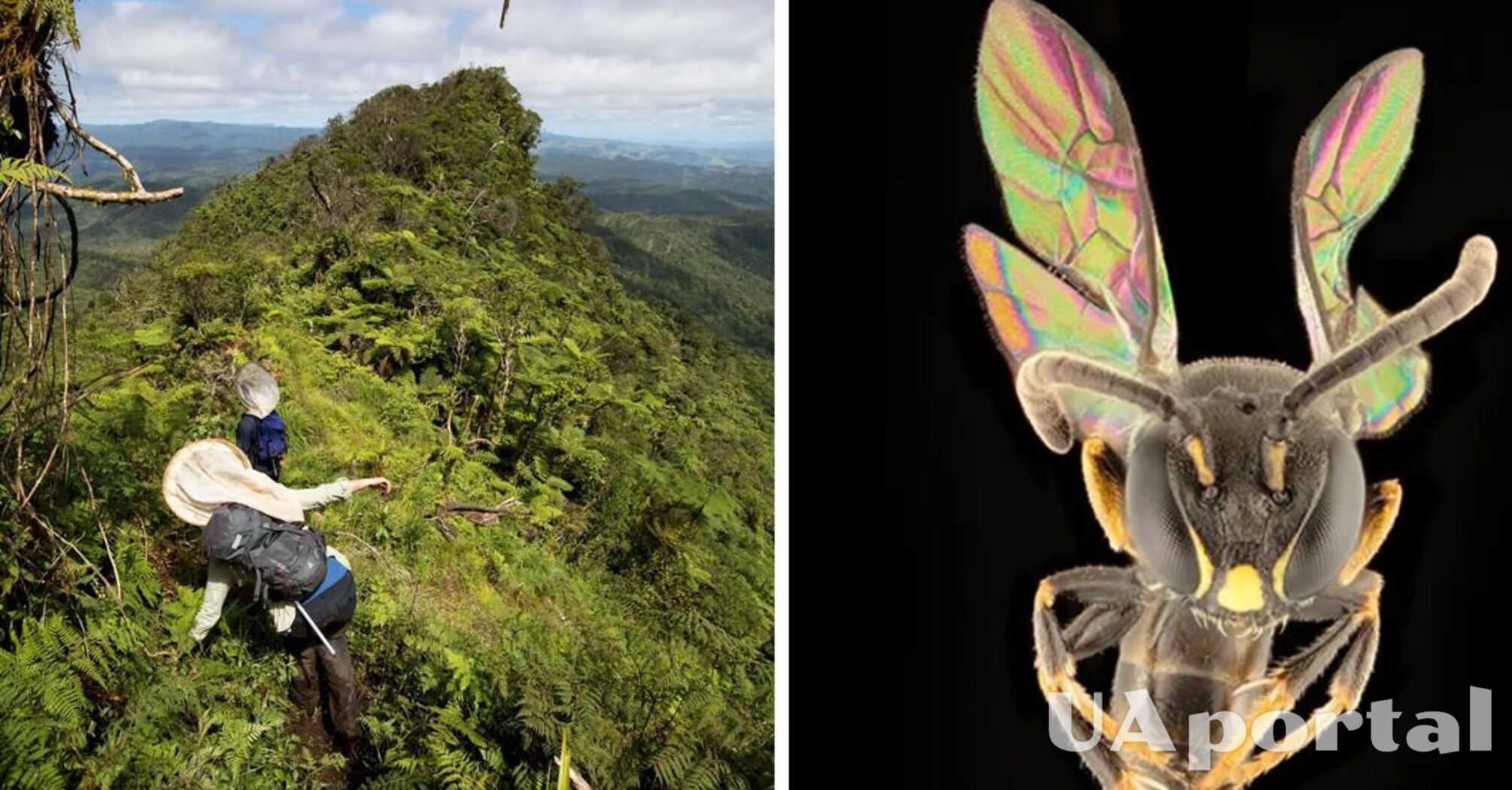 Eight new rainbow bee species found in Polynesia that 'jump across islands' (photo)
