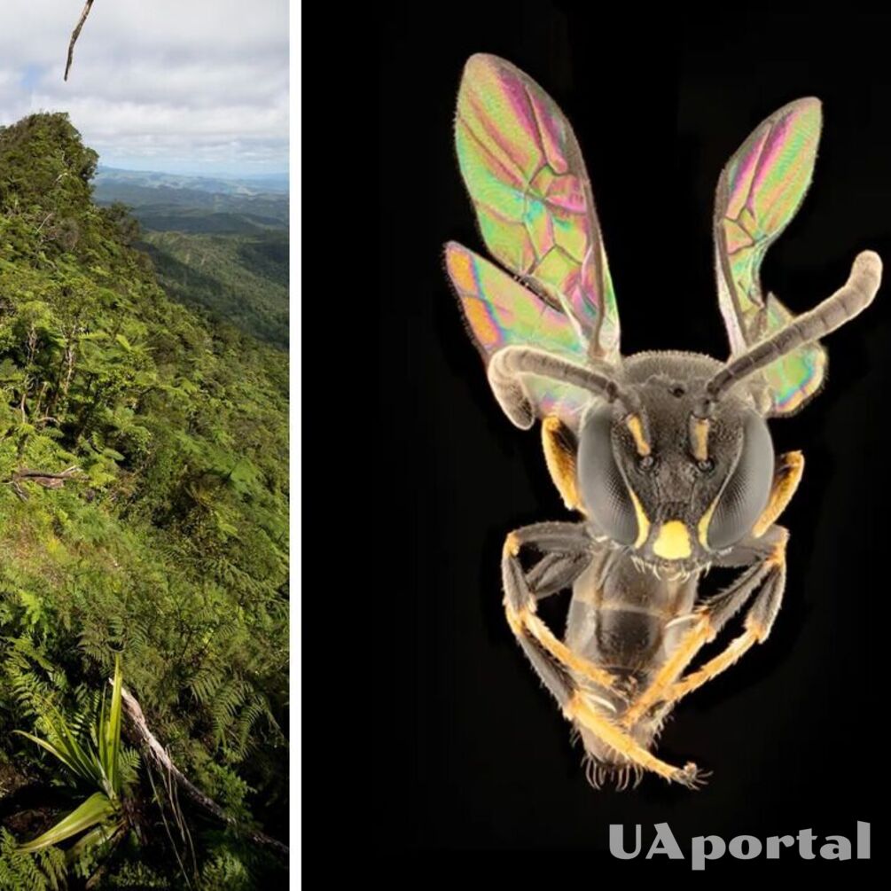 Osiem nowych gatunków pszczół tęczowych odkrytych w Polinezji, które 'skaczą po wyspach' (foto)