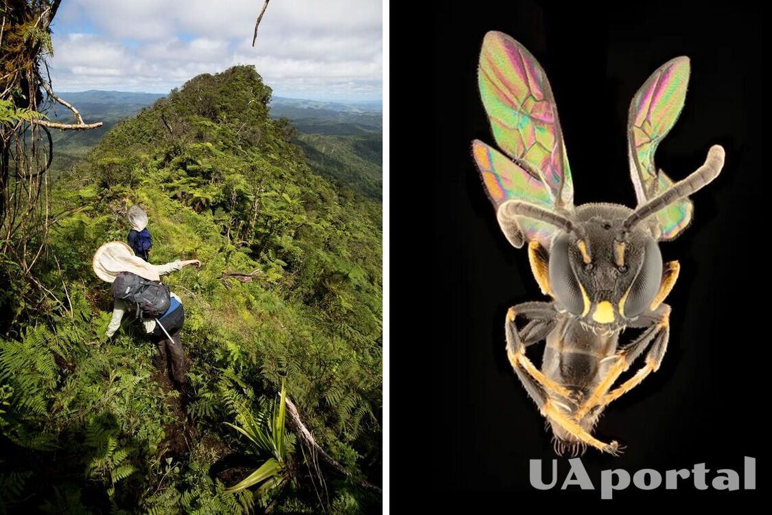 Osiem nowych gatunków pszczół tęczowych odkrytych w Polinezji, które 'skaczą po wyspach' (foto)
