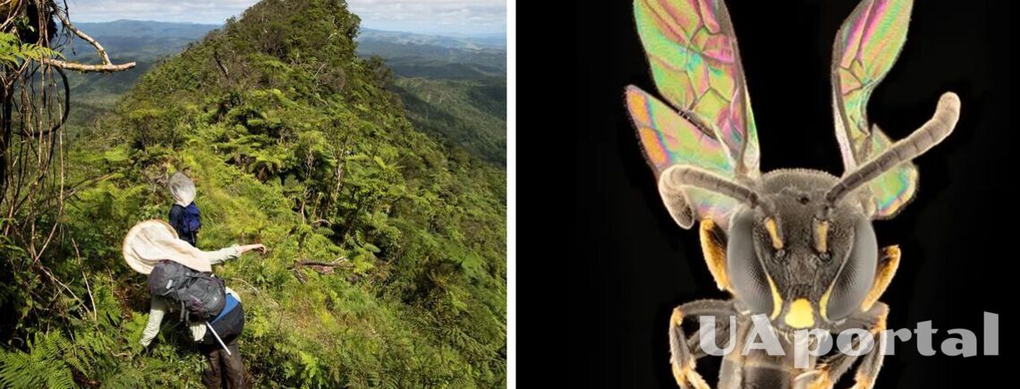 У Полінезії знайшли одразу вісім нових райдужних видів бджіл, які 'стрибають по островах' (фото)