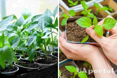 Как ускорить схождение рассады: помогут три раствора