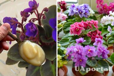 Как удобрить фиалки в горшке с помощью дрожжей