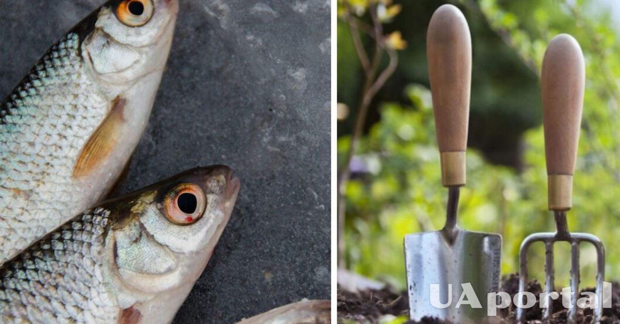 Fish heads are needed: gardeners named a non-standard way to grow tomatoes