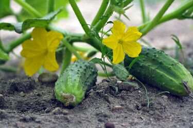 Growing cucumbers