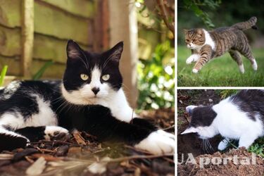 What plants to plant in the garden to scare away unwanted cats