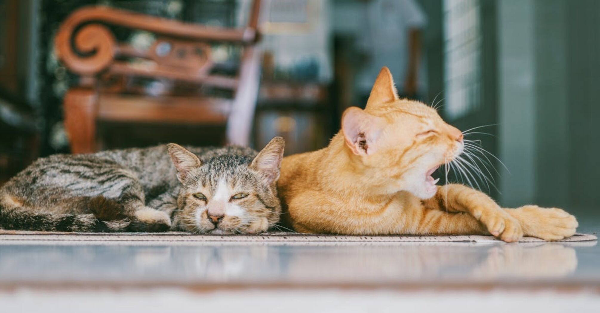 Правда ли, что рыжие коты 'тупые': ученые опровергли популярное утверждение