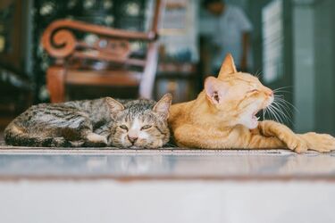 Is it true that ginger cats are 'dumb': scientists refute a popular statement