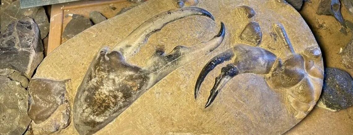 Skamieniały pazur gigantycznego kraba znaleziony w Nowej Zelandii: stworzenie żyło na ziemi ponad 8 milionów lat temu (zdjęcie)