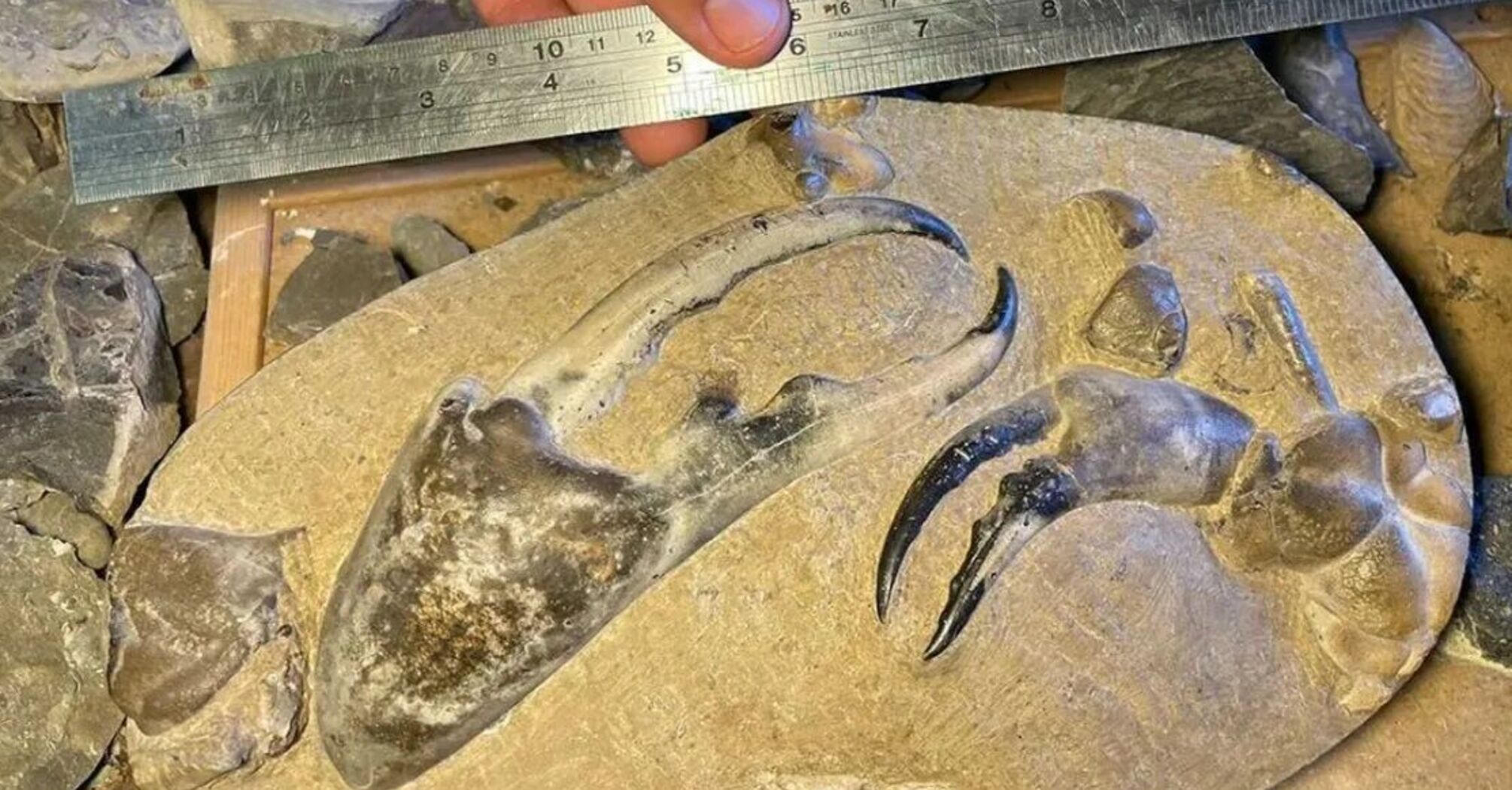 Скам'янілу клешню гігантського краба знайшли у Новій Зеландії: істота жила на землі понад 8 млн років тому (фото)