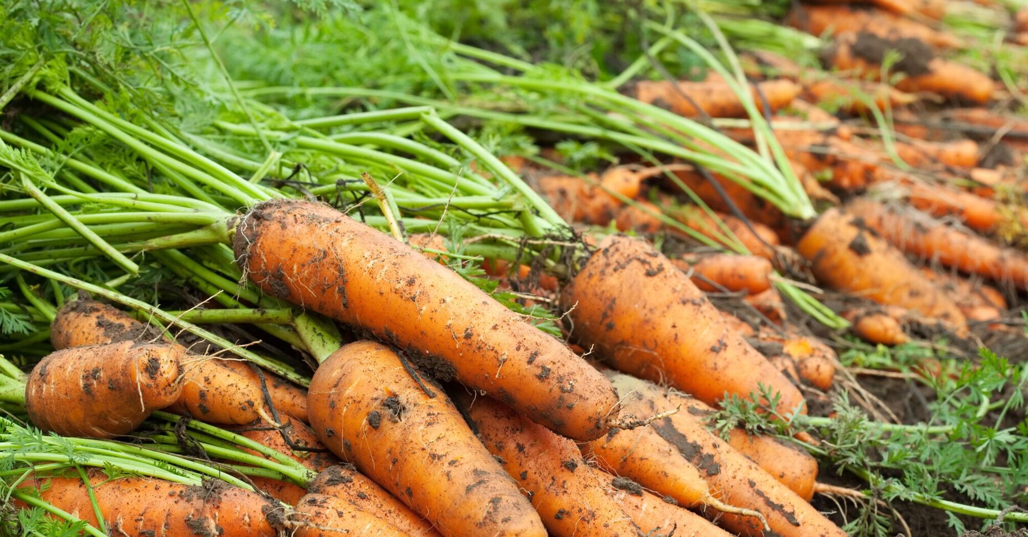 Коли садити моркву навесні 2024 року: названі дати за місячним календарем