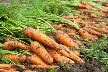 Идеальные даты для посева моркови