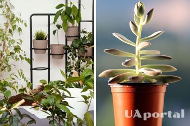 Настроение всегда будет хорошим: какие растения снижают уровень стресса