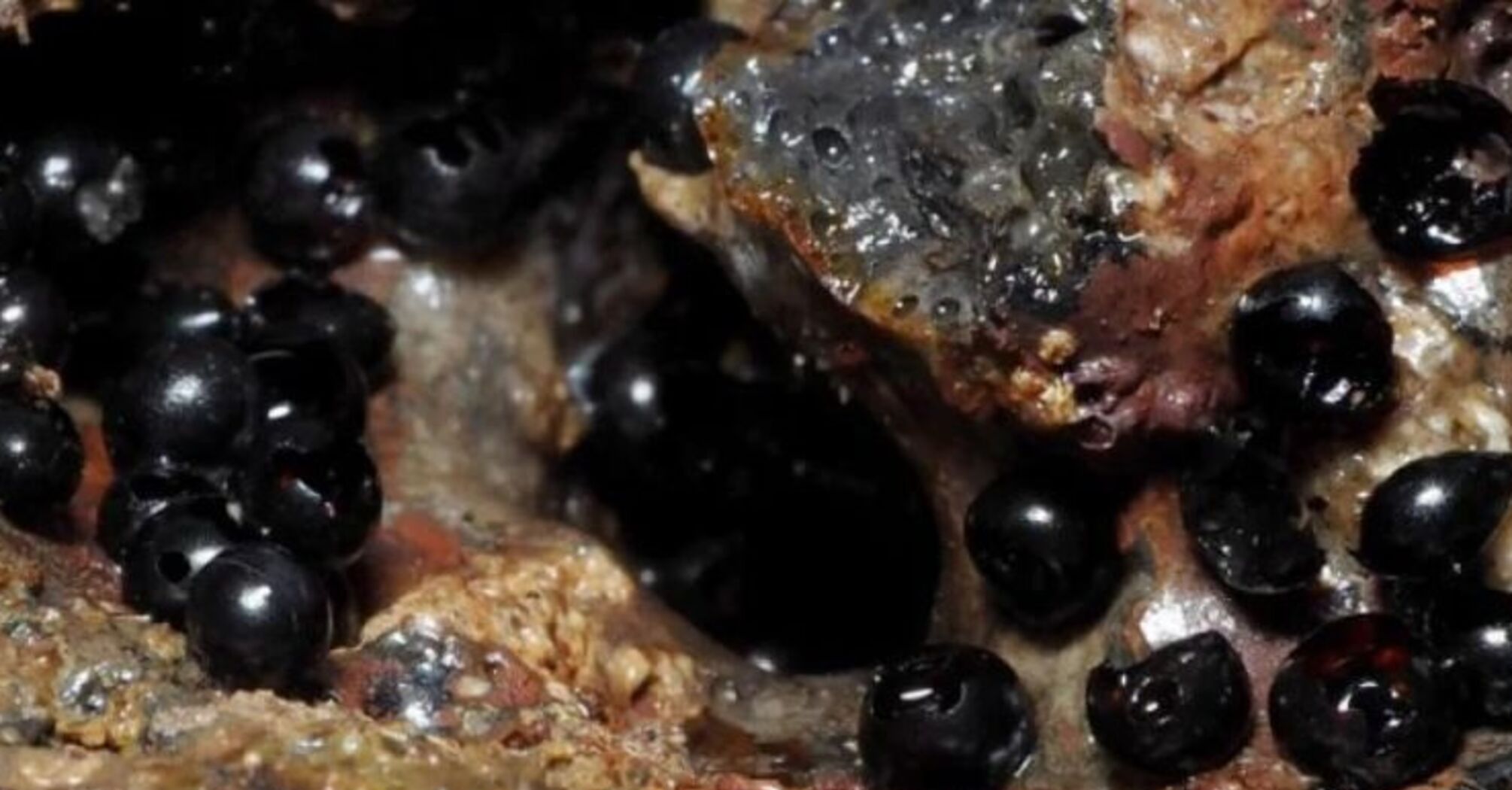 Mysterious black eggs with embryos found at the bottom of the ocean (photo)