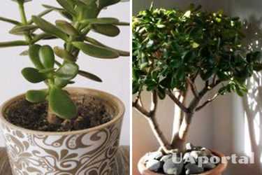 Почему денежное дерево сбрасывает листья и как этому помочь: полезные советы