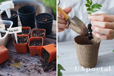 Why add sand to seedling soil