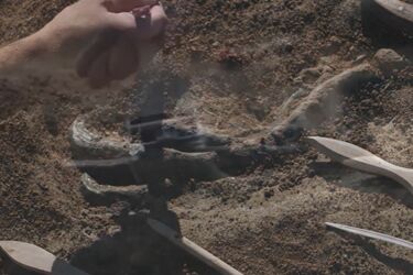 Archaeologists find fossils of a rare tree that grew on Earth 350 million years ago (photo)
