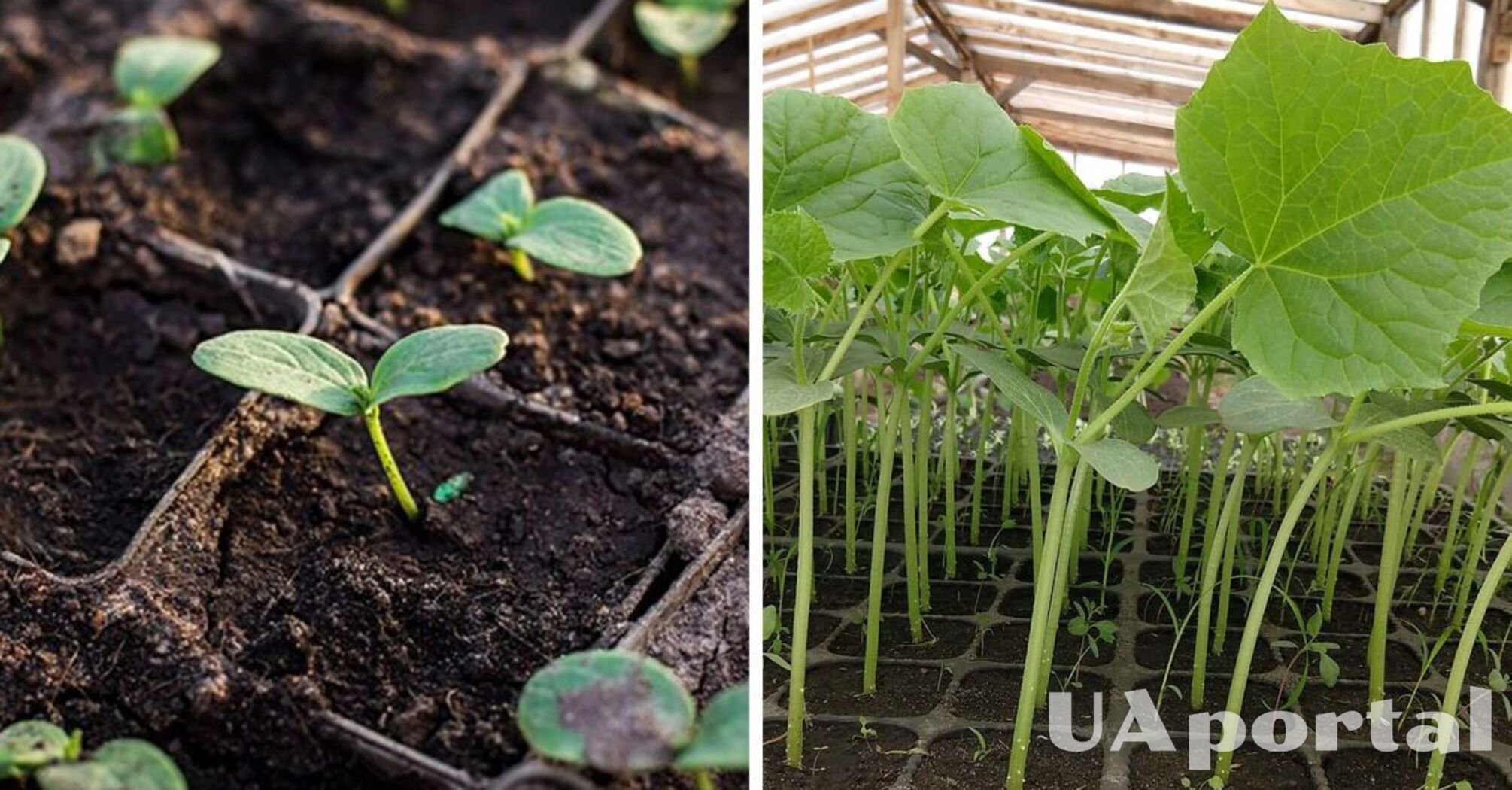 How to plant cucumbers for seedlings in 2024