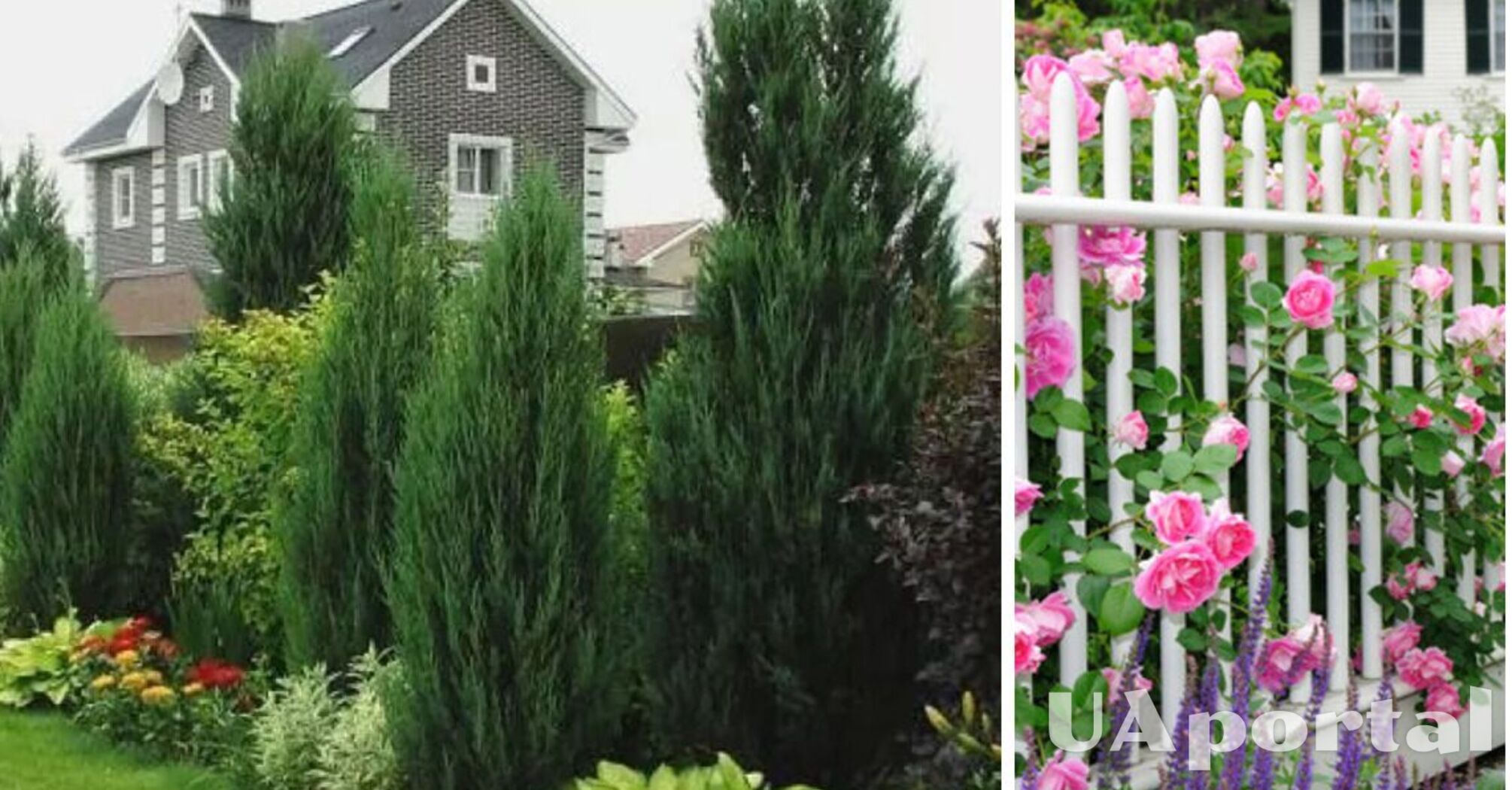 How to decorate a fence in the country with plants