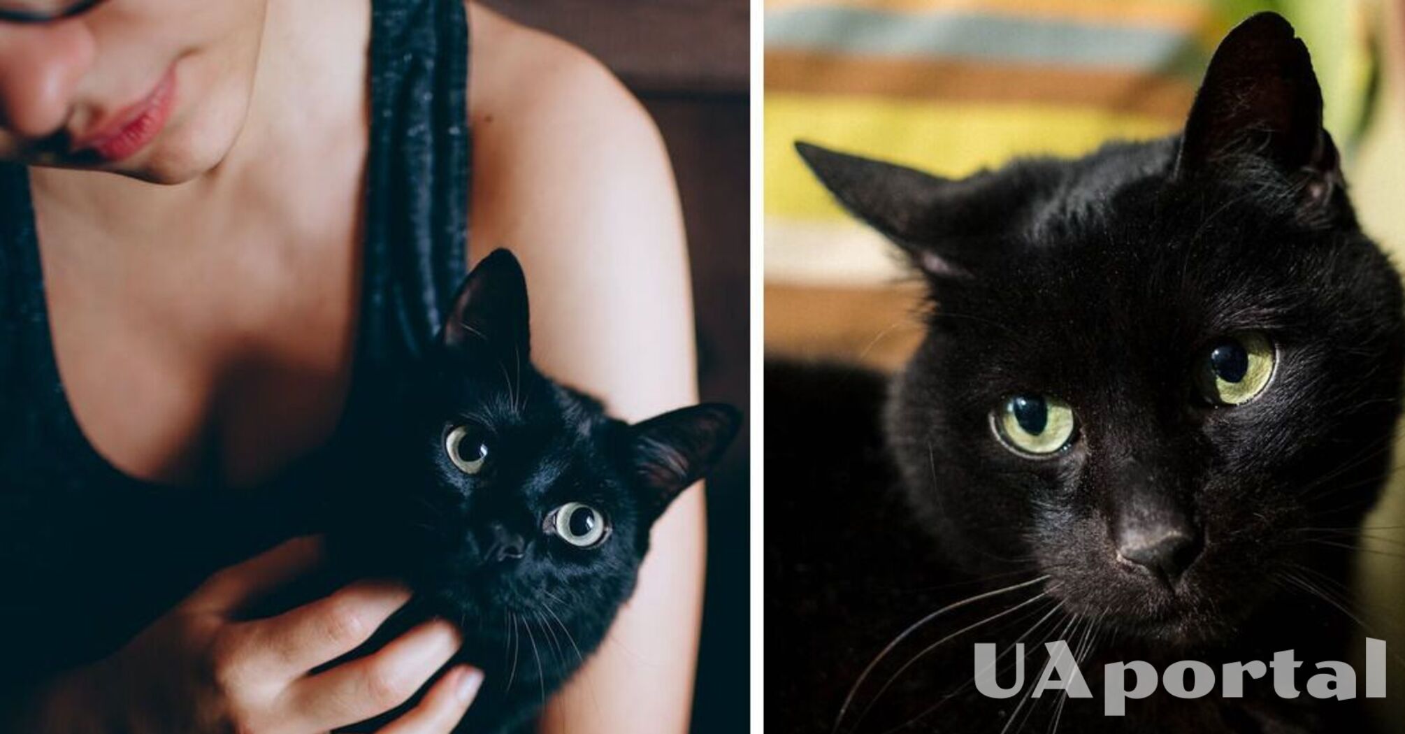 The mystery of why cats are obsessed with human armpits has been solved