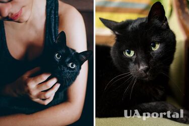 Раскрыта тайна, почему коты одержимы подмышками человека