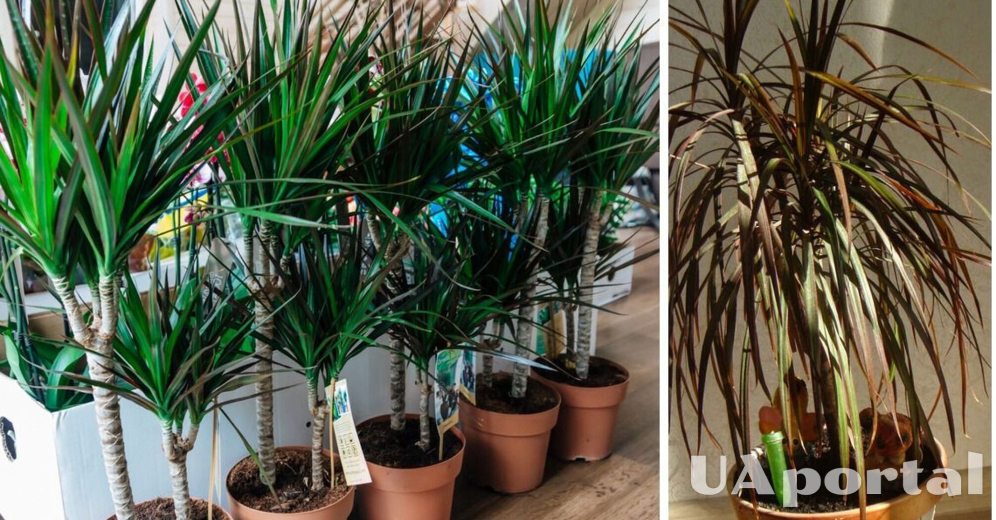 How to properly care for dracaena so that its leaves do not dry out