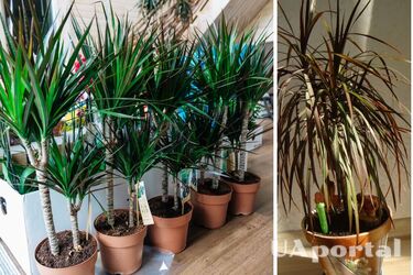 How to properly care for dracaena so that its leaves do not dry out