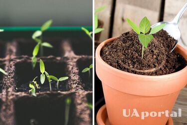 Чим підживлювати розсаду на підвіконні, щоб прискорити її ріст