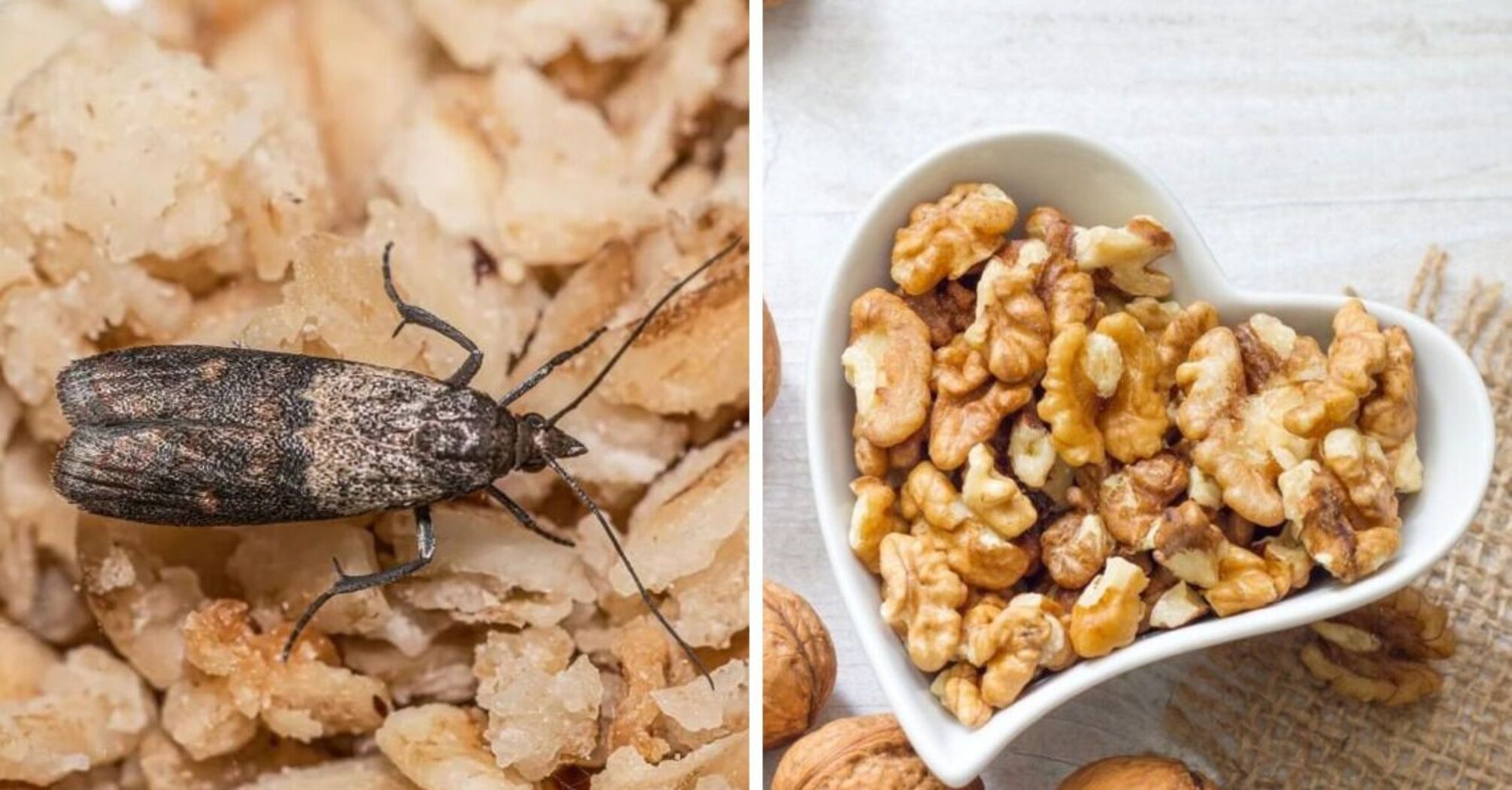 How to store nuts properly to prevent larvae