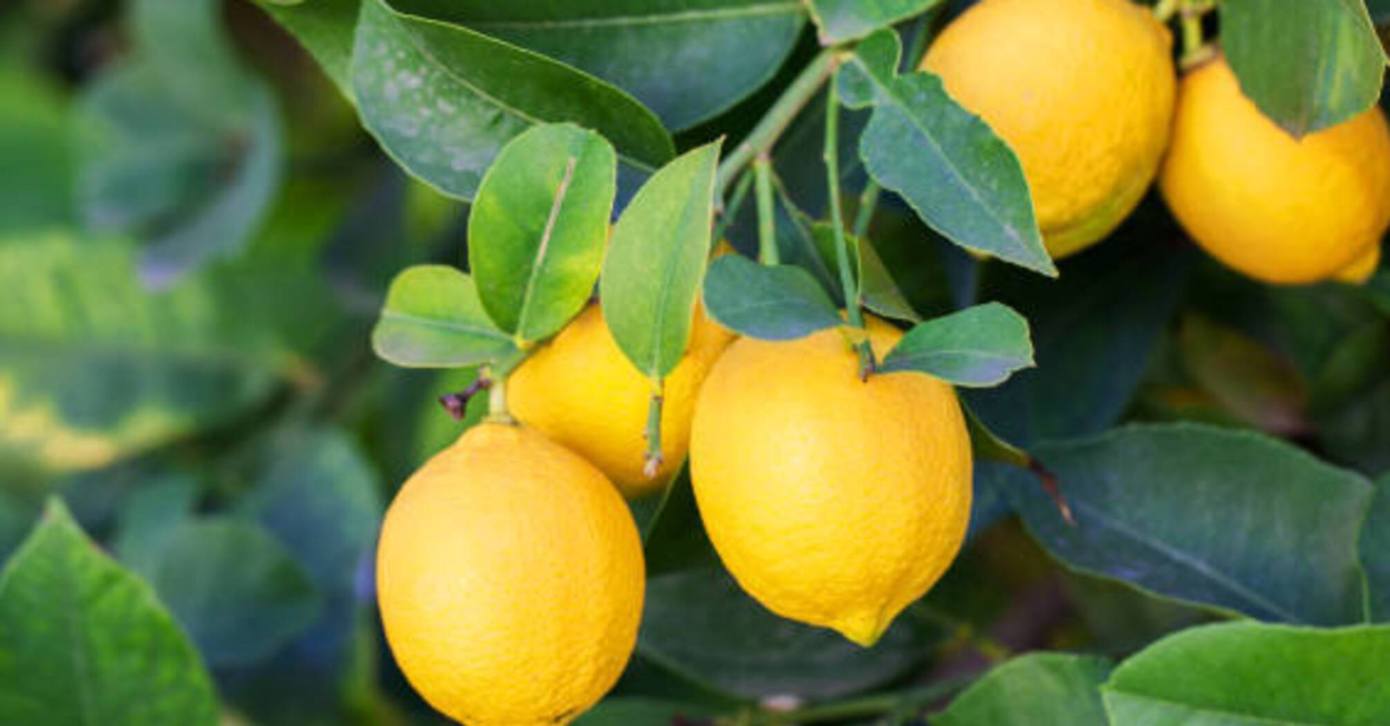 Чем лимон может помочь в быту: 3 эффективных лайфхака