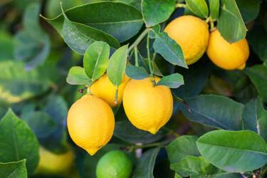 How lemon can help in everyday life: 3 effective life hacks