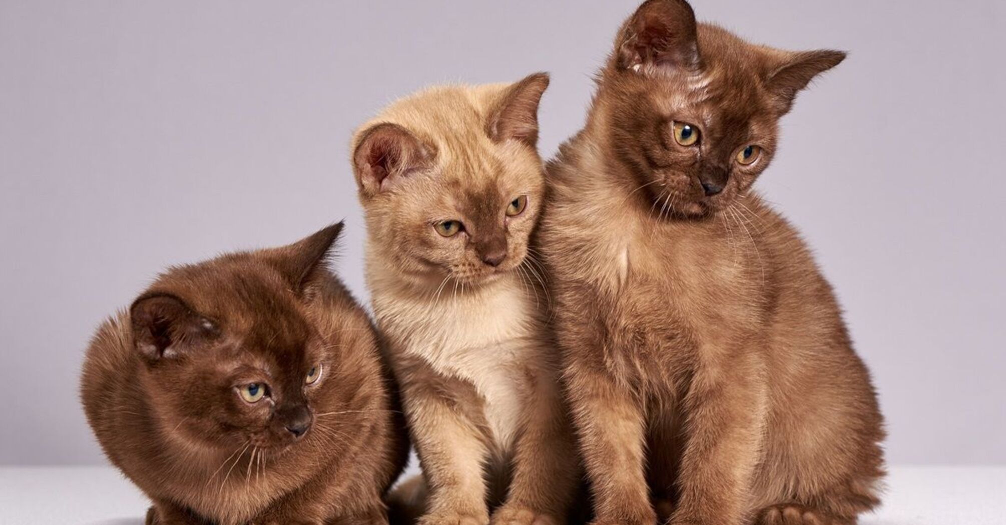 Which cat breeds are the smartest