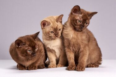 Which cat breeds are the smartest