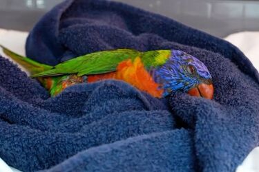 В Австралії паралізовані папуги, уражені таємничою хворобою, падали з неба (фото)