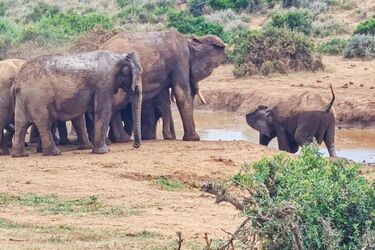У ПАР слони врятували дитинча, яке мало не втопилося у водоймі (відео та фото)
