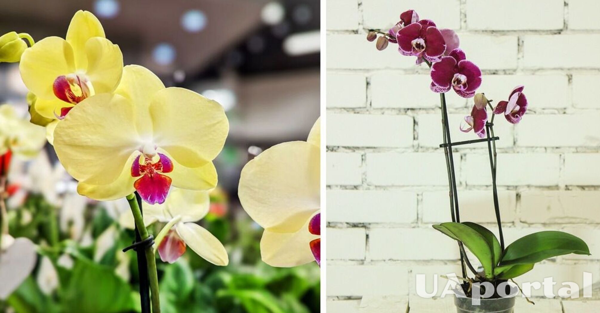 Орхидеи расцветут и будут радовать глаз, если поставить их в определенном месте: Советы от экспертов