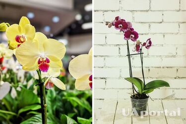 Орхідеї розквітнуть та радуватимуть око, якщо поставити їх у певному місці: Поради від експертів