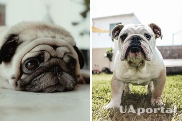 Какие породы собак любят спать