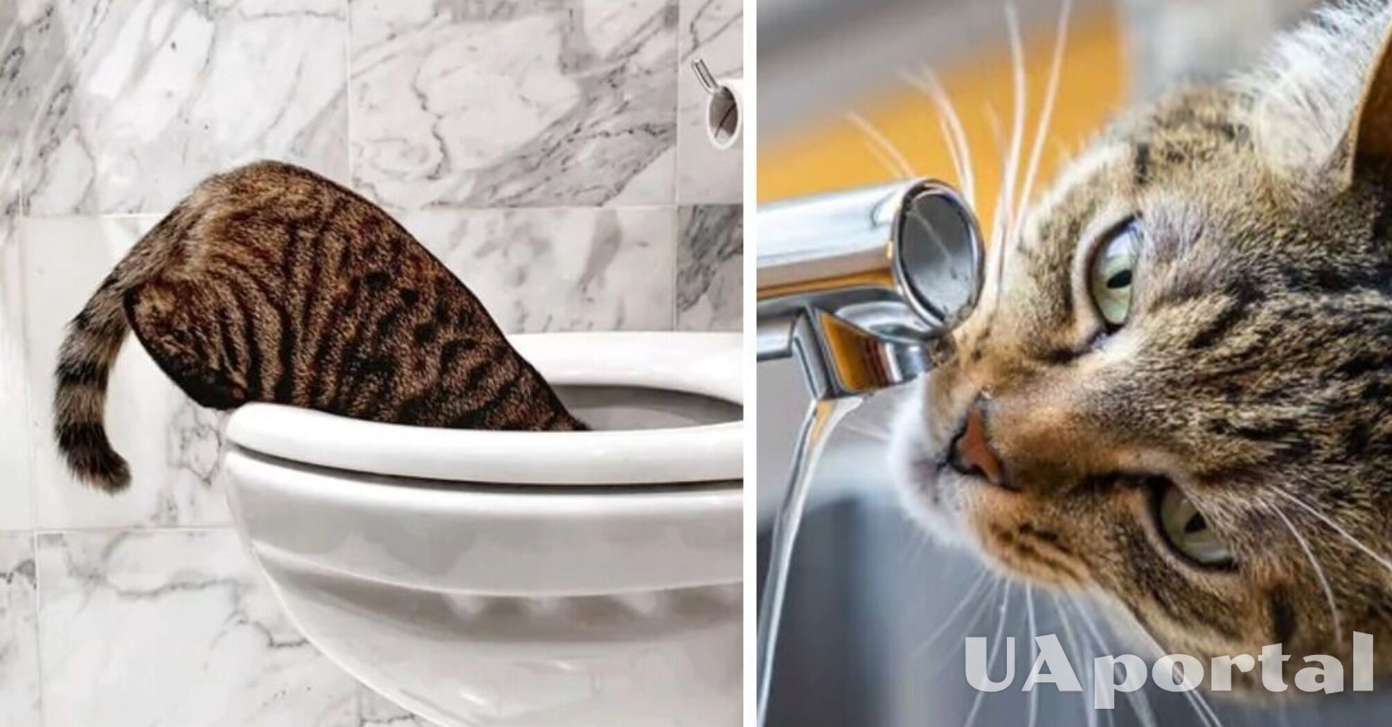 Фахівці пояснили, чому коти не гидують пити воду з унітаза, а воду з миски ігнорують