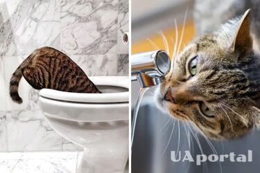 Experts explain why cats do not dislike drinking water from the toilet, but ignore water from a bowl
