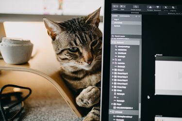 Хочуть бути корисними: експерти сказали, чому кішки люблять клавіатури