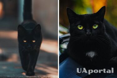 Как отменить проклятие черного кота, перебежавшего дорогу перед вами