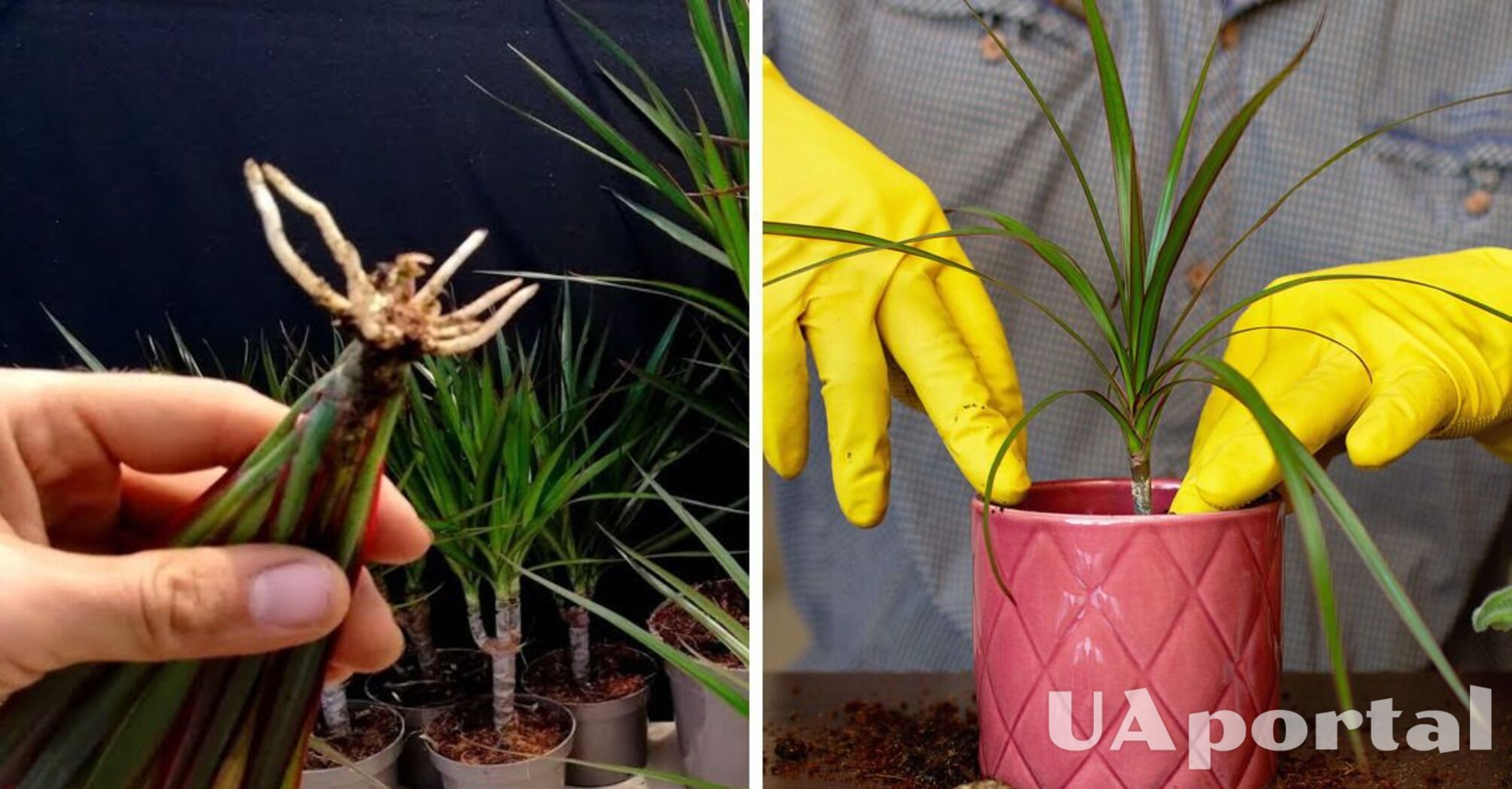 How to properly propagate dracaena from cuttings